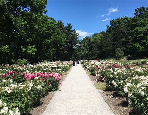 See the latest updates on the peony garden at<strong> Nichols Arboretum,</strong> a popular destination for herbaceous peonies in southeast Michigan. . Nichols arboretum
